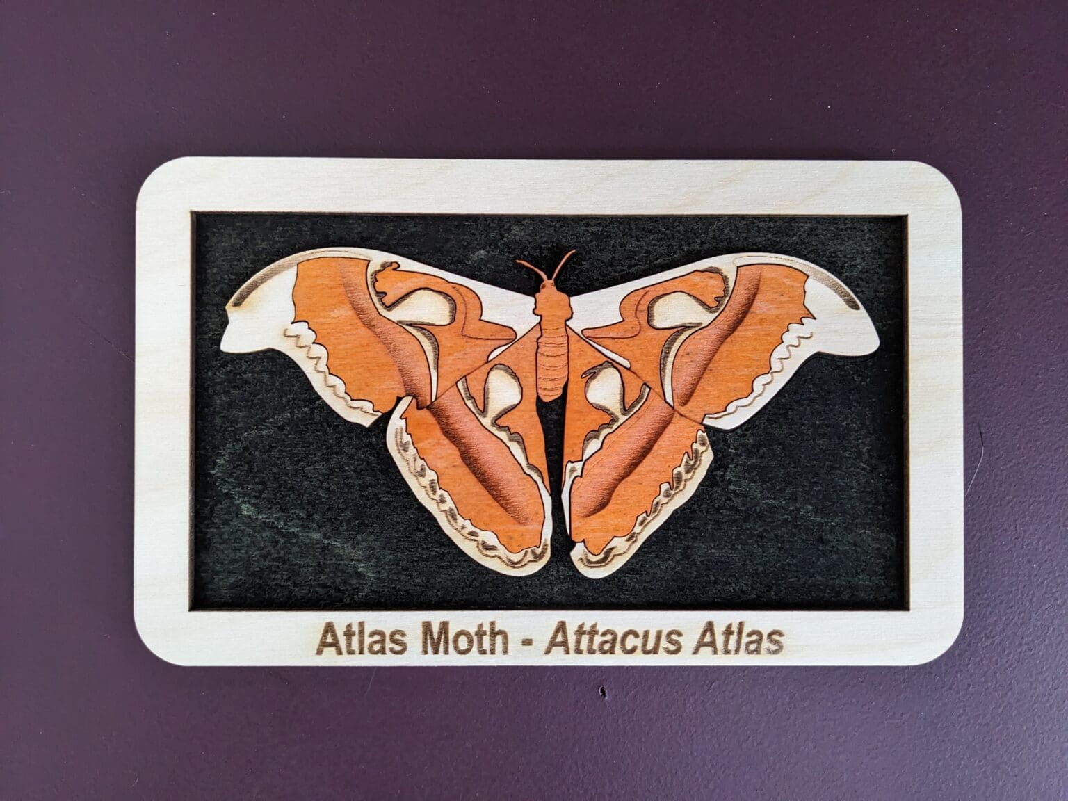 Custom wood magnet with a depiction of the Atlas Moth